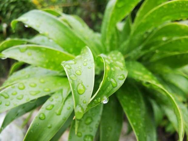 雨