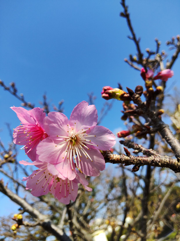 桜