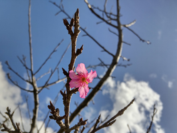 桜