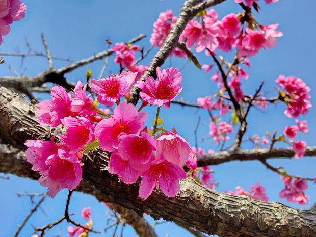 桜の花