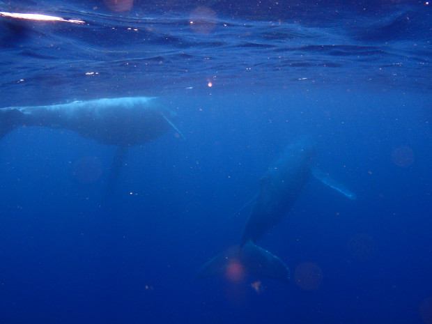 ザトウクジラ