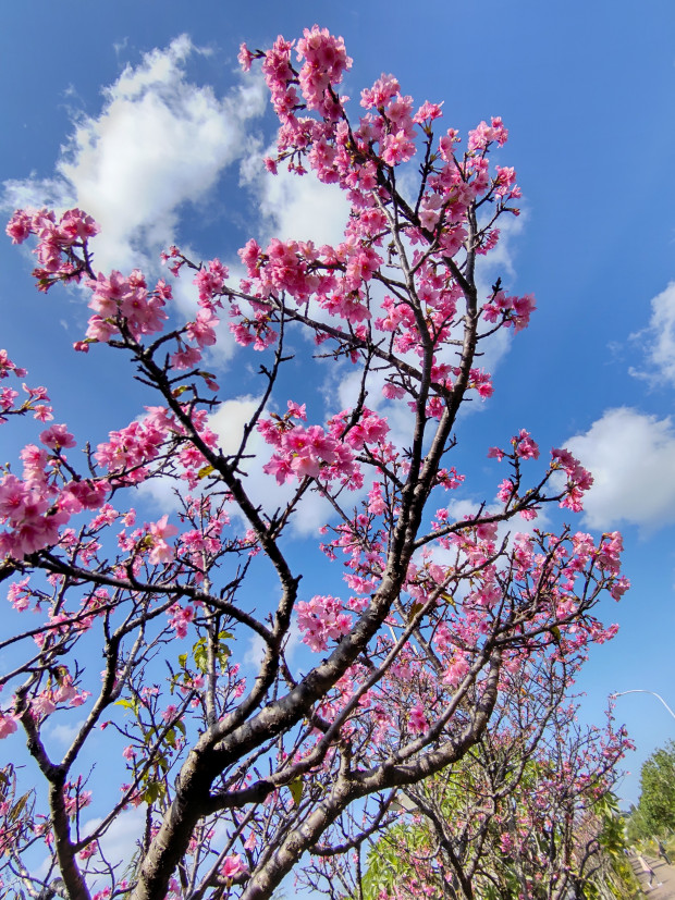 桜の花