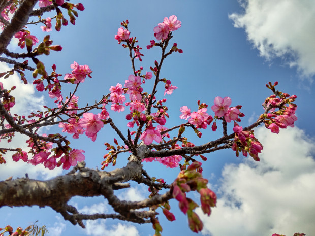 桜