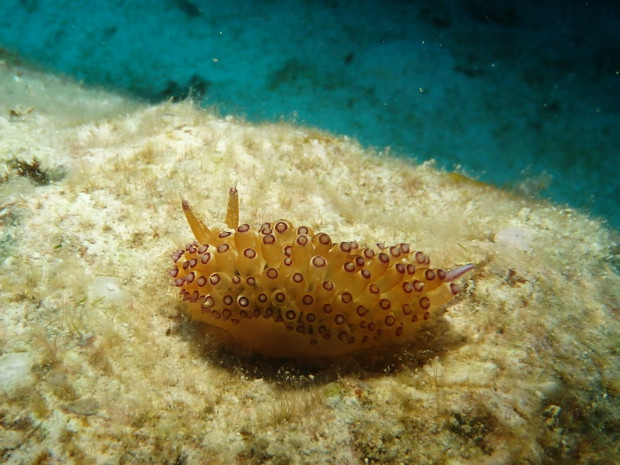 トゲトゲウミウシ