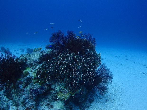 クエフ島