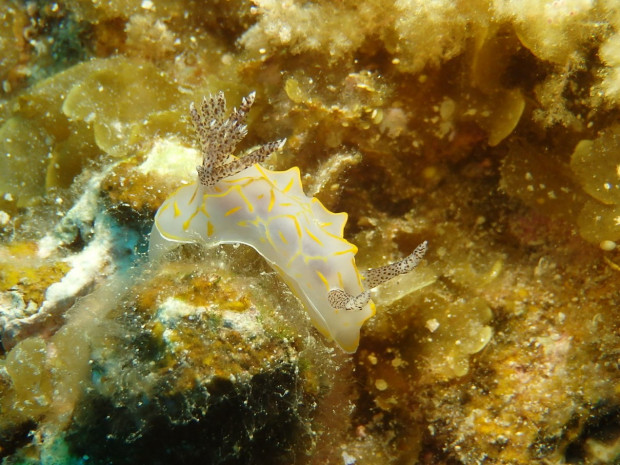 キスジカンテンウミウシ