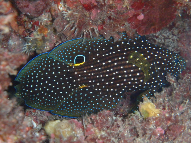 シモフリタナバタウオ