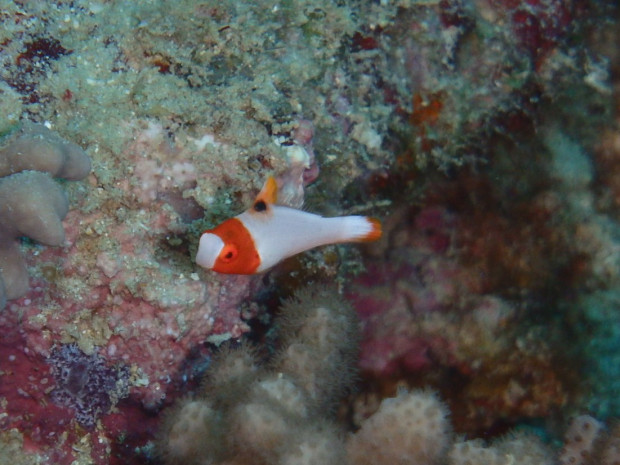 イロブダイ幼魚