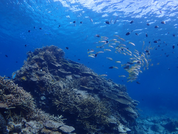 サンゴと魚影