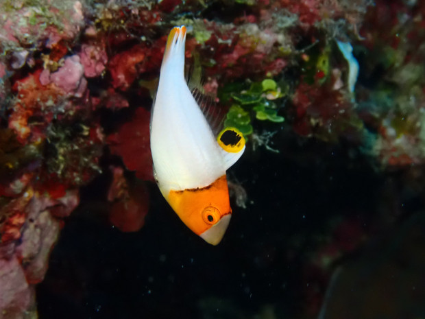 イロブダイ幼魚