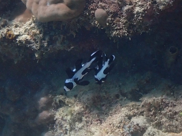 マダラタルミ幼魚