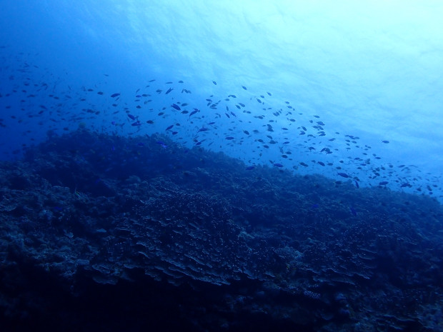 魚影