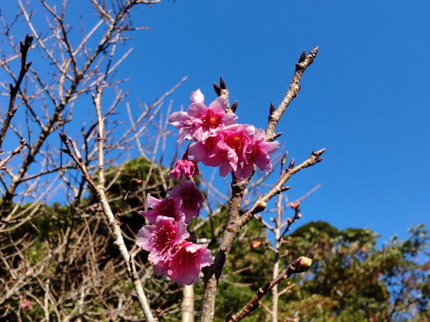 桜