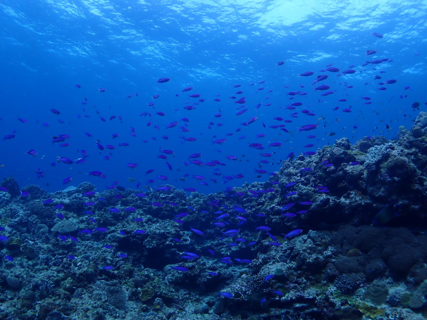 地形と魚影