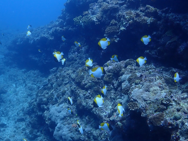 カスミチョウチョウウオ