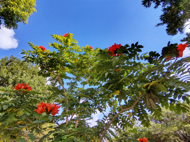 空と花