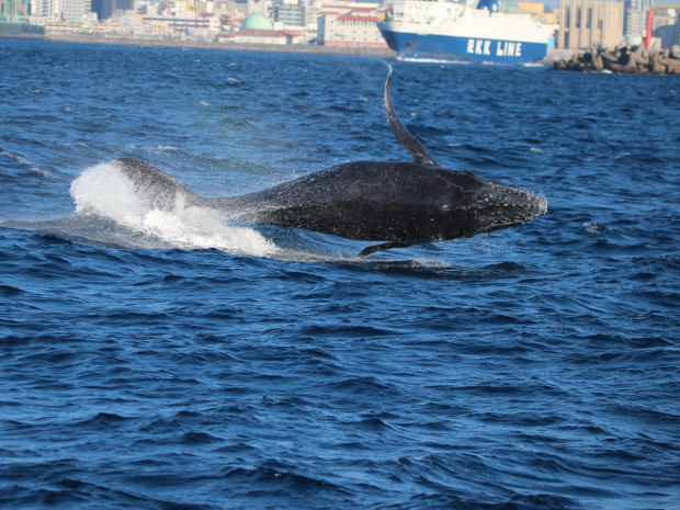 子クジラ