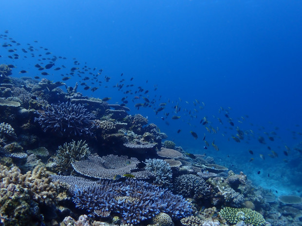 サンゴと魚影