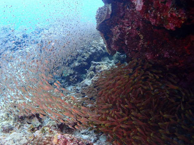 金色の魚