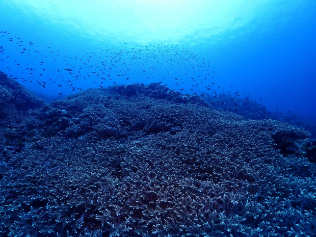 サンゴと水面