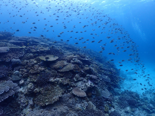 サンゴと魚影