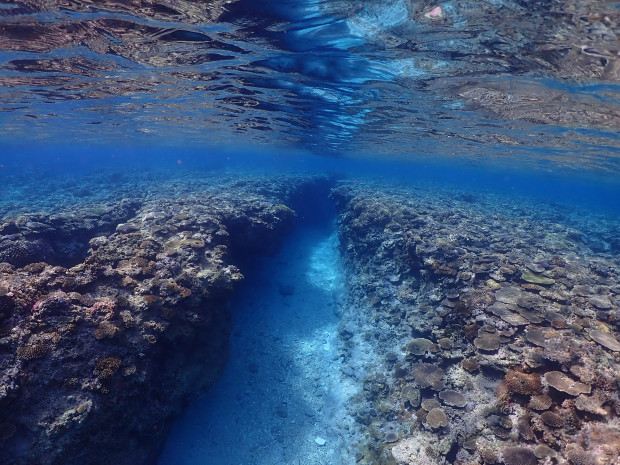 水面とサンゴ