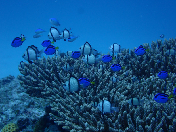 サンゴと魚