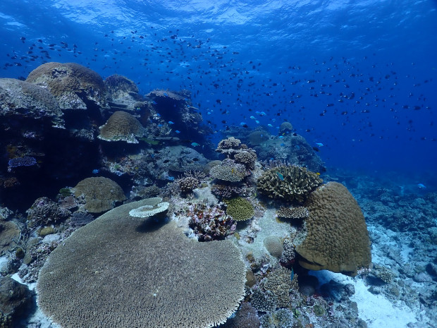 魚影とサンゴのクエフ島・2ダイブでたっぷり満喫！南風・気温28度で11月潜り納め