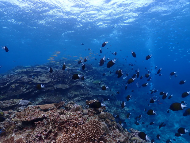 サンゴと魚影