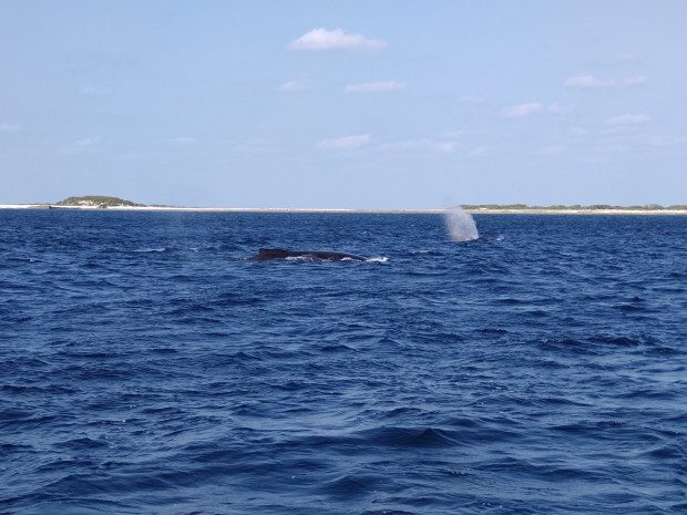 島とクジラ