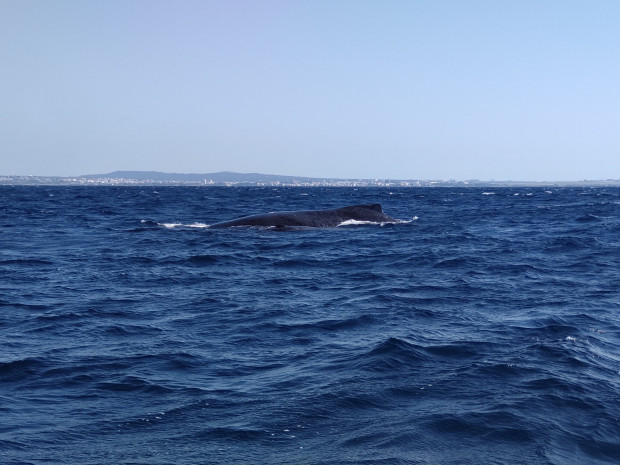 本島とクジラ