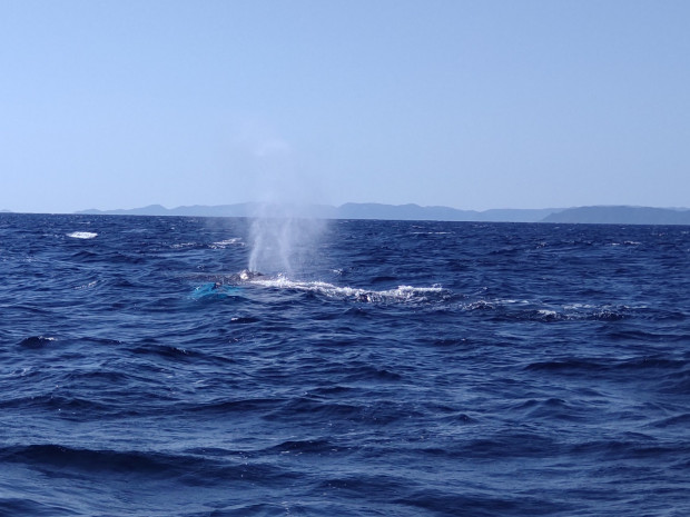クジラ