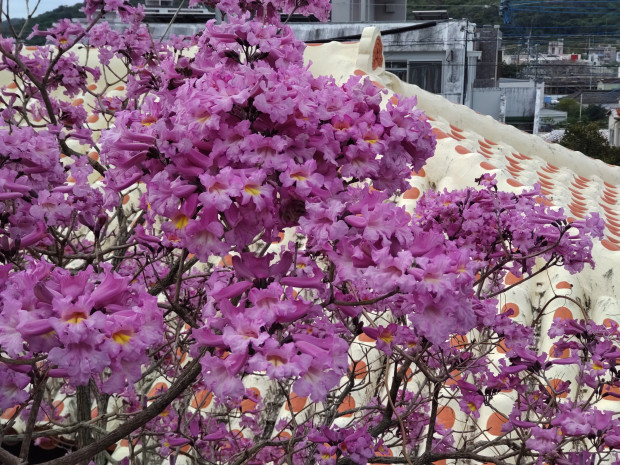 ピンクの花が密集して賑やかに・イペーの咲きっぷりが見事！2月下旬・那覇