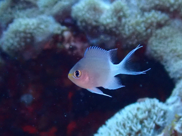 マルスズメダイ幼魚