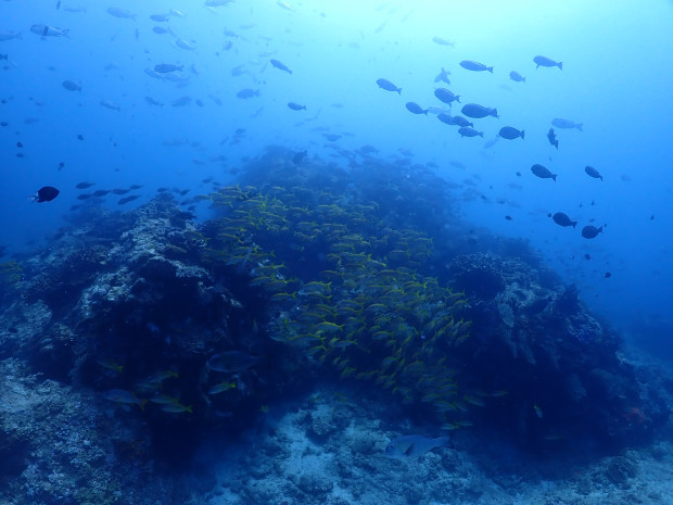 魚の群れ