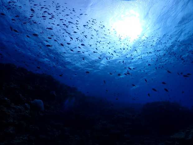 魚影