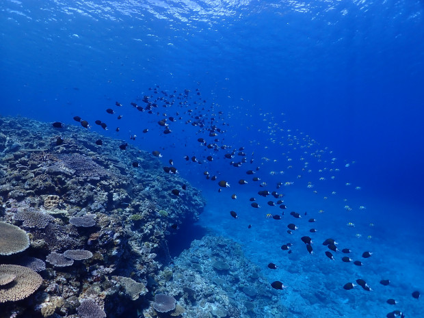 透明度と魚影