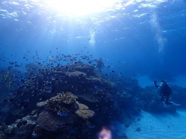 魚影とダイバー