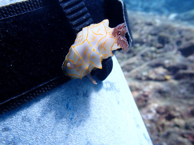 キスジカンテンウミウシ