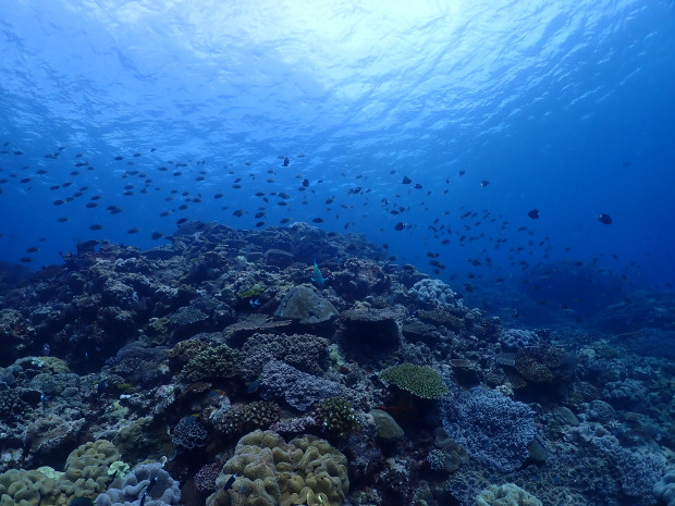 サンゴと魚影