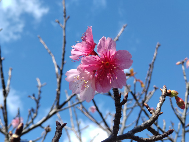 桜