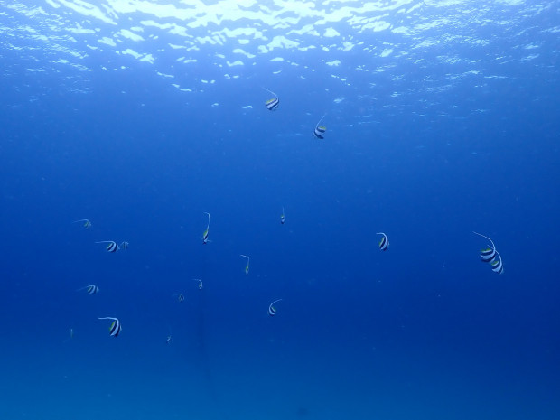 透明度最高！青い水を背景に舞うムレハタタテダイ・沖縄本島中部ボートファンダイビング