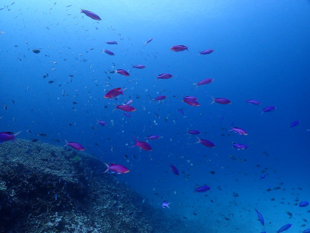 紫色のハナゴイ乱舞・緩やかな潮流に大活性！ケラマ海域ファンダイブ、水はやや濁り