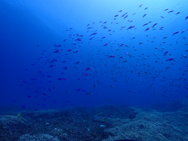 ハナゴイ乱舞からの水面マンタ！スノーケル必須、スノーケリングスキルも要確認！