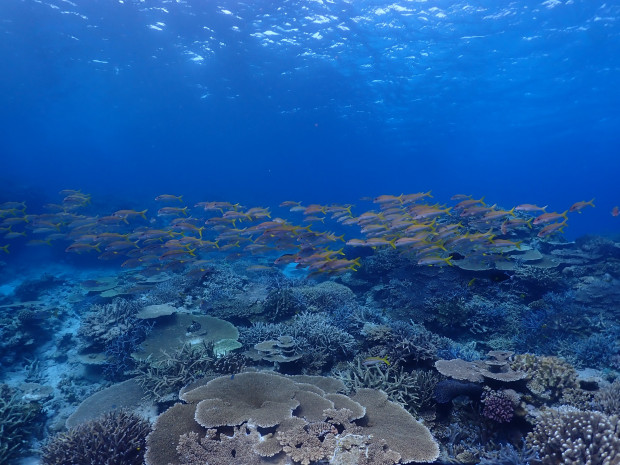 アカヒメジの群れに取り囲まれて♪水底は一面のサンゴ群生。水温23度・幼魚増加中