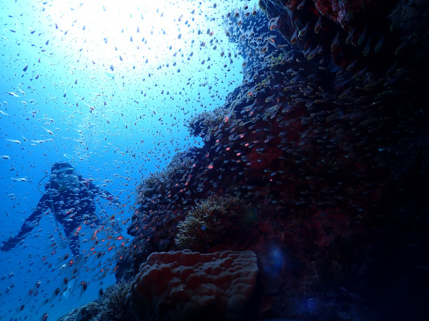 魚影
