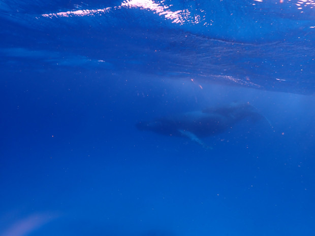 水面クジラ