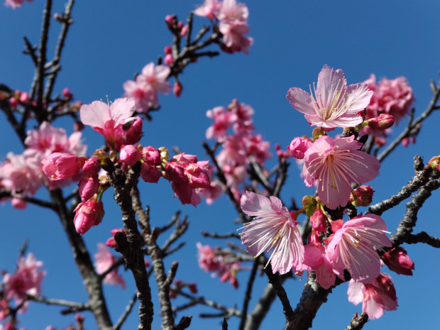 桜