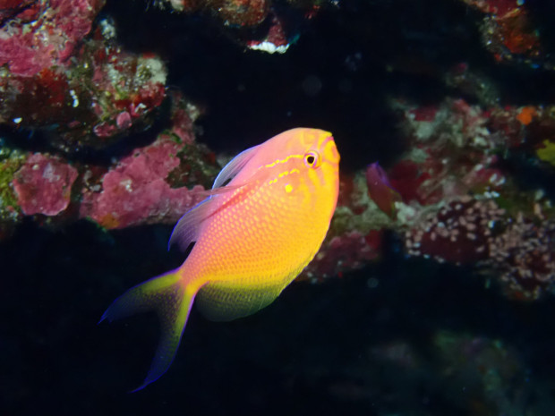 ハナゴンベ