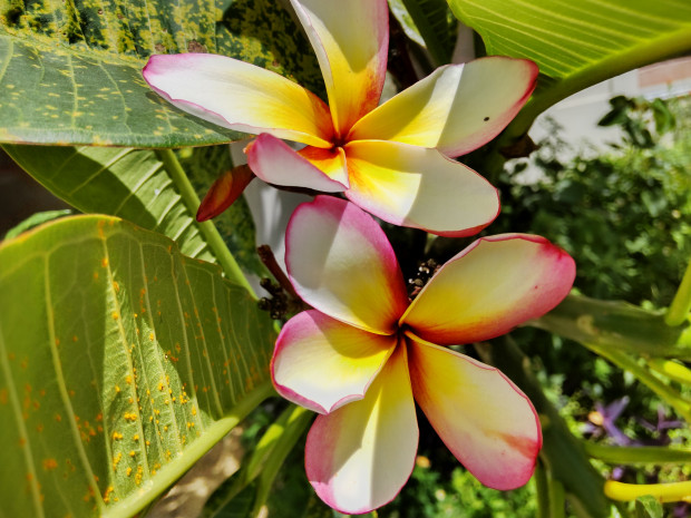 夏